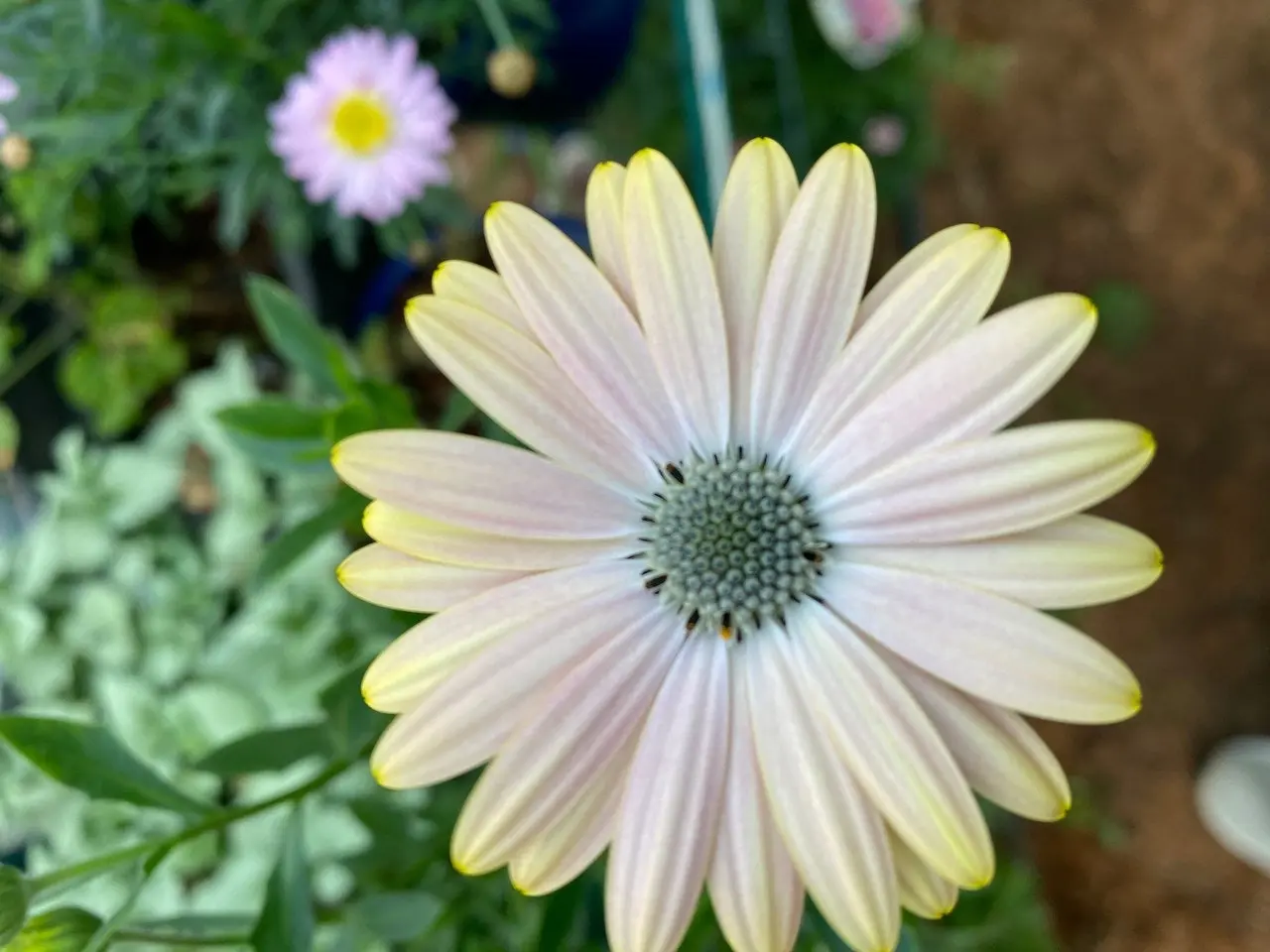 Osteospermum Margarita Sunset (African Daisy) Live Plant