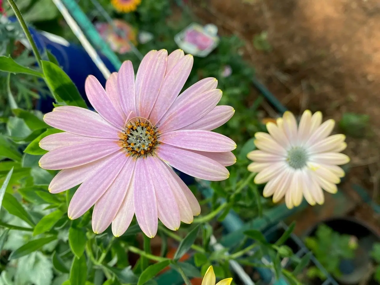 Osteospermum Margarita Sunset (African Daisy) Live Plant