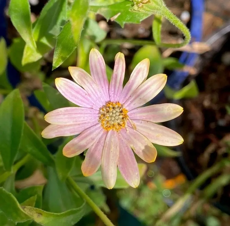 Osteospermum Margarita Sunset (African Daisy) Live Plant