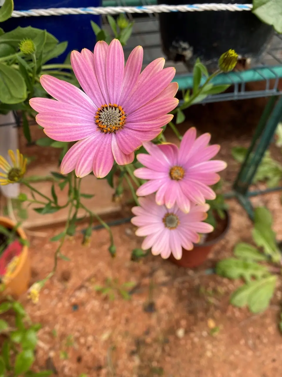 Osteospermum Margarita Sunset (African Daisy) Live Plant