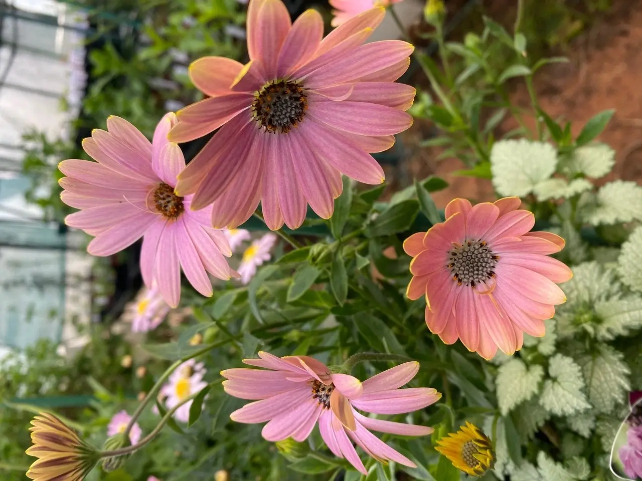 Osteospermum Margarita Sunset (African Daisy) Live Plant