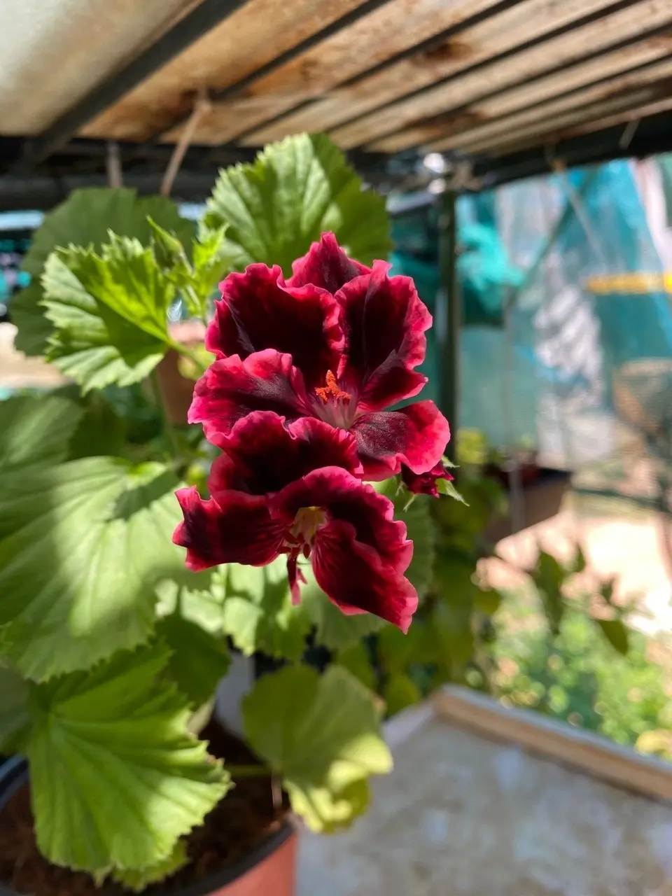 Geranium Pelargonium Rimfire Live Cuttings or Potted Plant