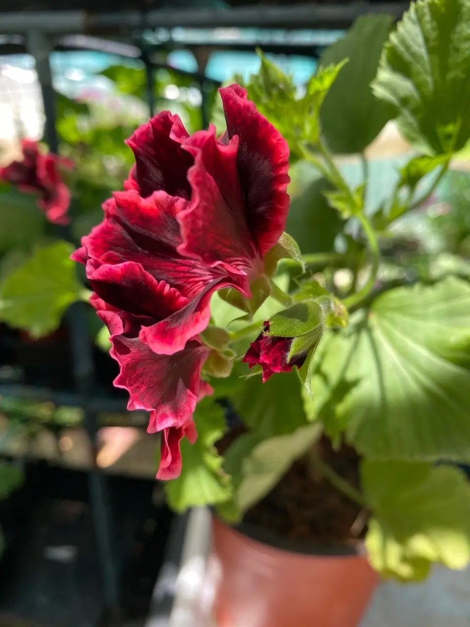 Geranium Pelargonium Rimfire Live Cuttings or Potted Plant