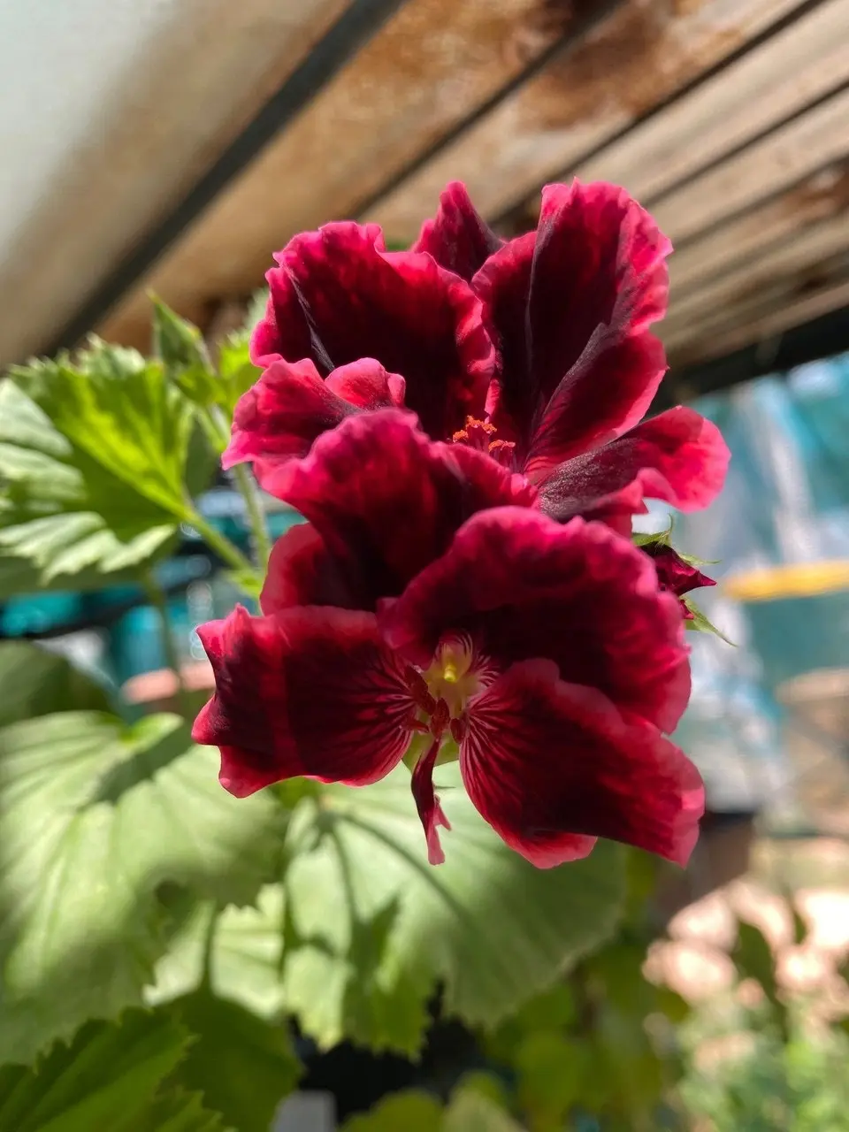 Geranium Pelargonium Rimfire Live Cuttings or Potted Plant