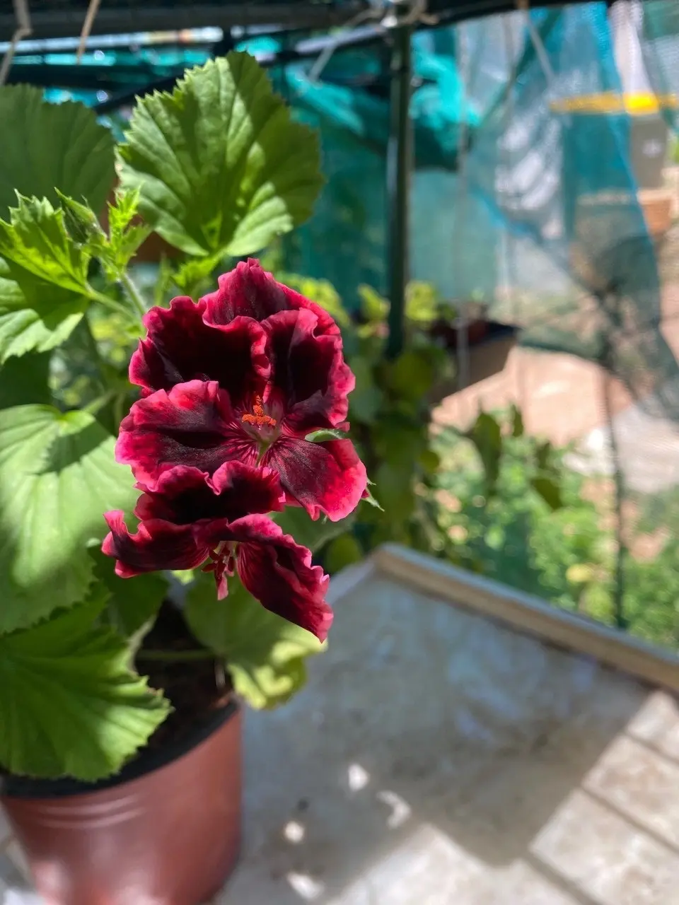 Geranium Pelargonium Rimfire Live Cuttings or Potted Plant