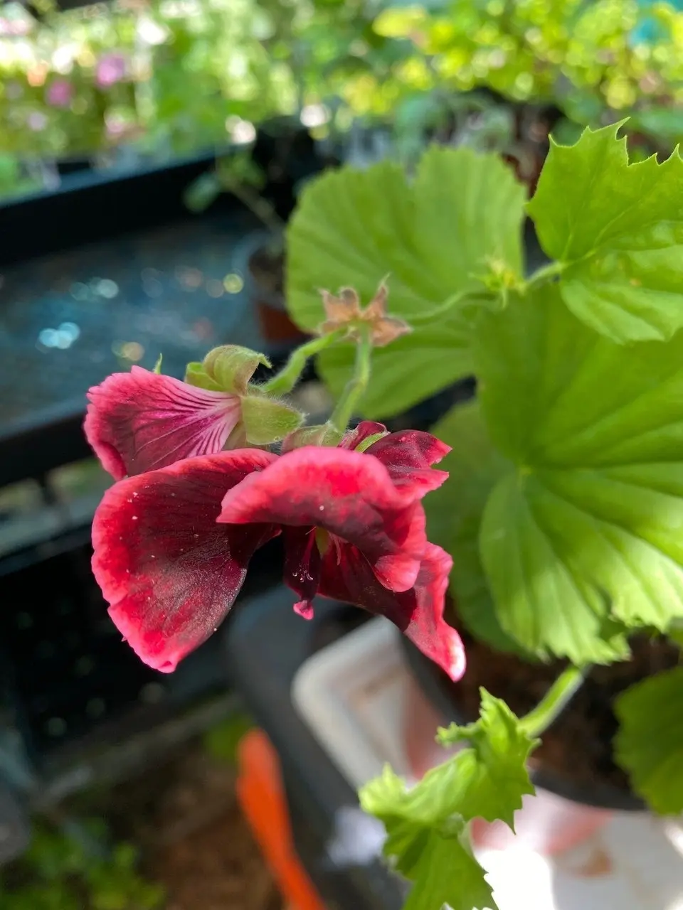 Geranium Pelargonium Rimfire Live Cuttings or Potted Plant