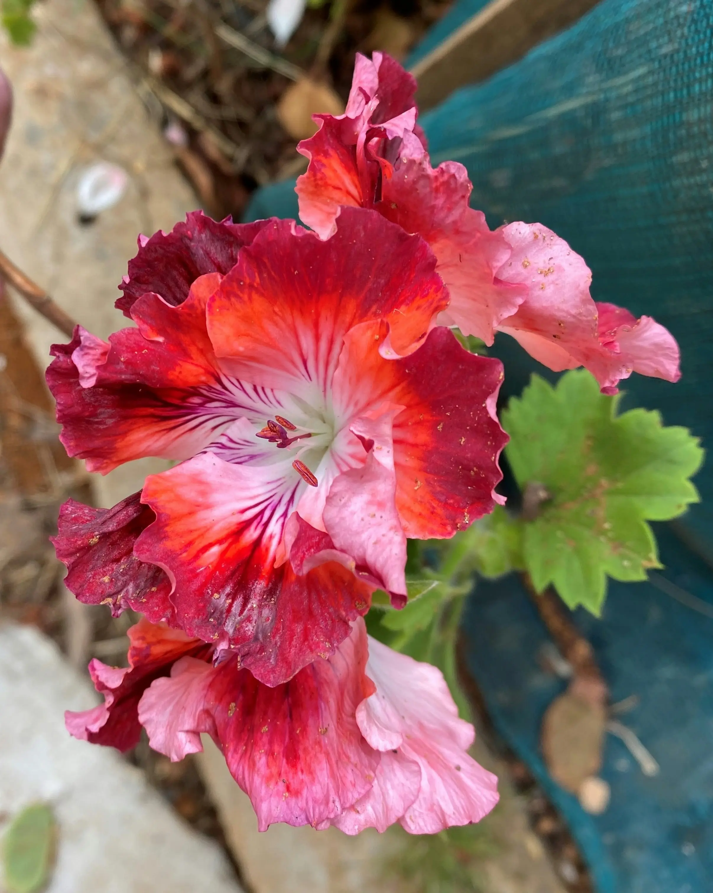 Geranium Pelargonium Turkish Coffee Live Cuttings or Potted Plant