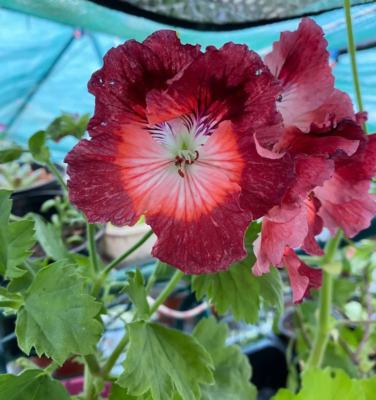 Geranium Pelargonium Turkish Coffee Live Cuttings or Potted Plant