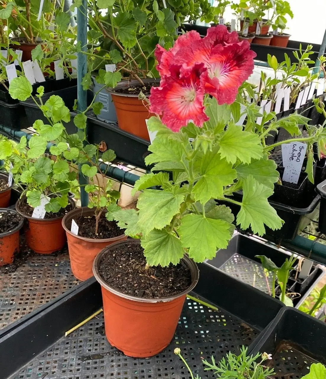 Geranium Pelargonium Turkish Coffee Live Cuttings or Potted Plant