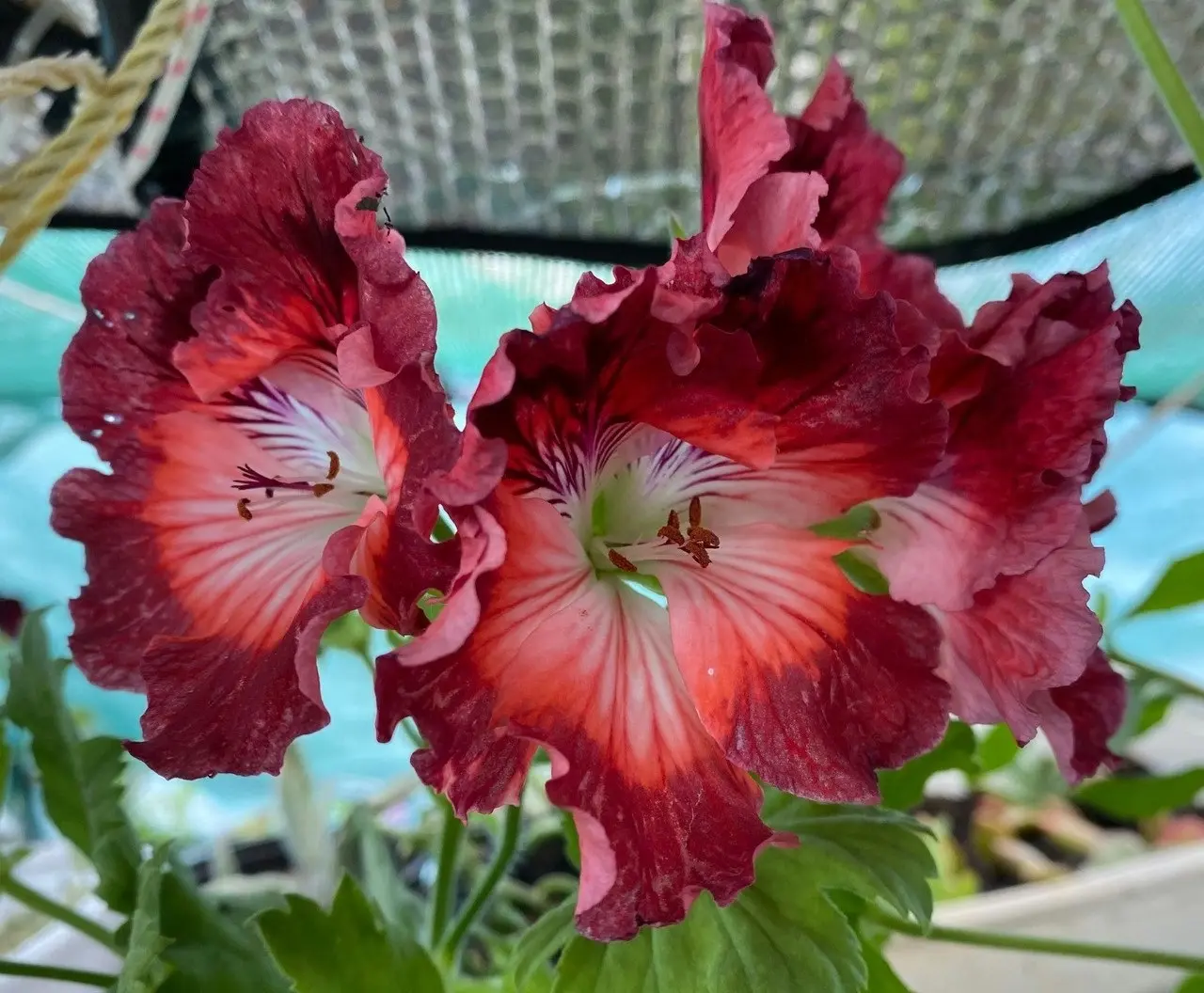 Geranium Pelargonium Turkish Coffee Live Cuttings or Potted Plant