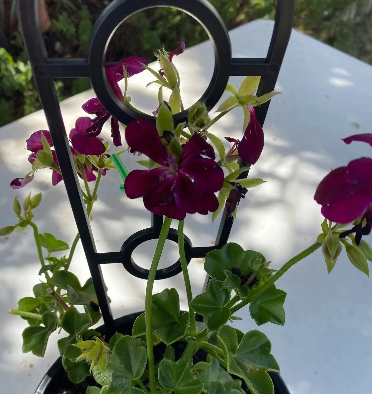 Ivy Geranium Imperial Burgundy Live Cuttings or Potted Plant