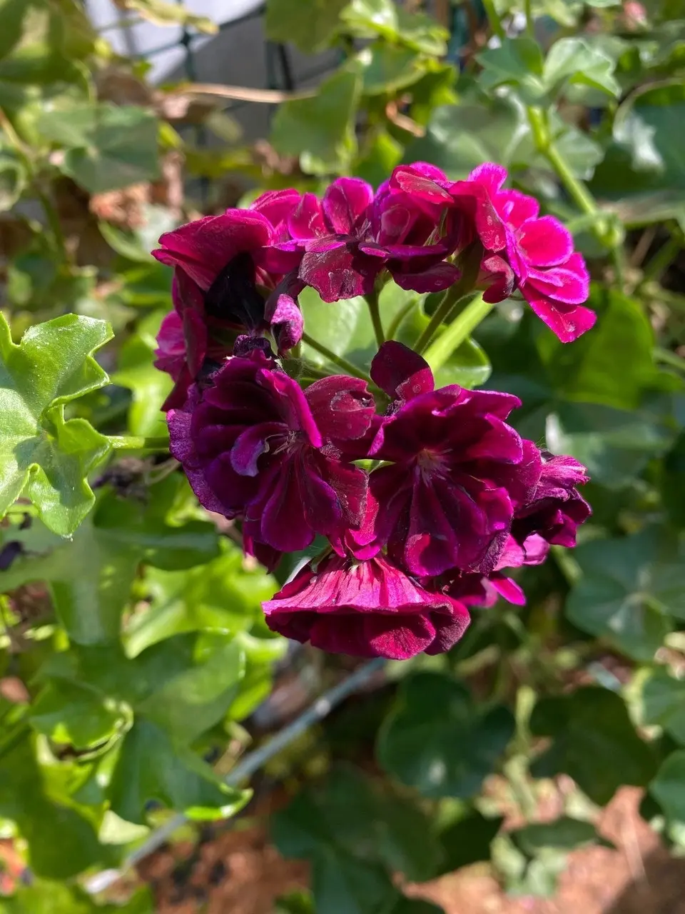 Ivy Geranium Imperial Burgundy Live Cuttings or Potted Plant