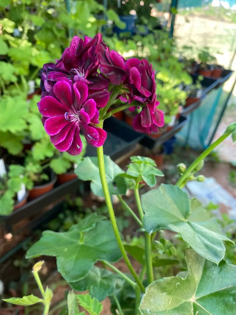 Ivy Geranium Imperial Burgundy Live Cuttings or Potted Plant