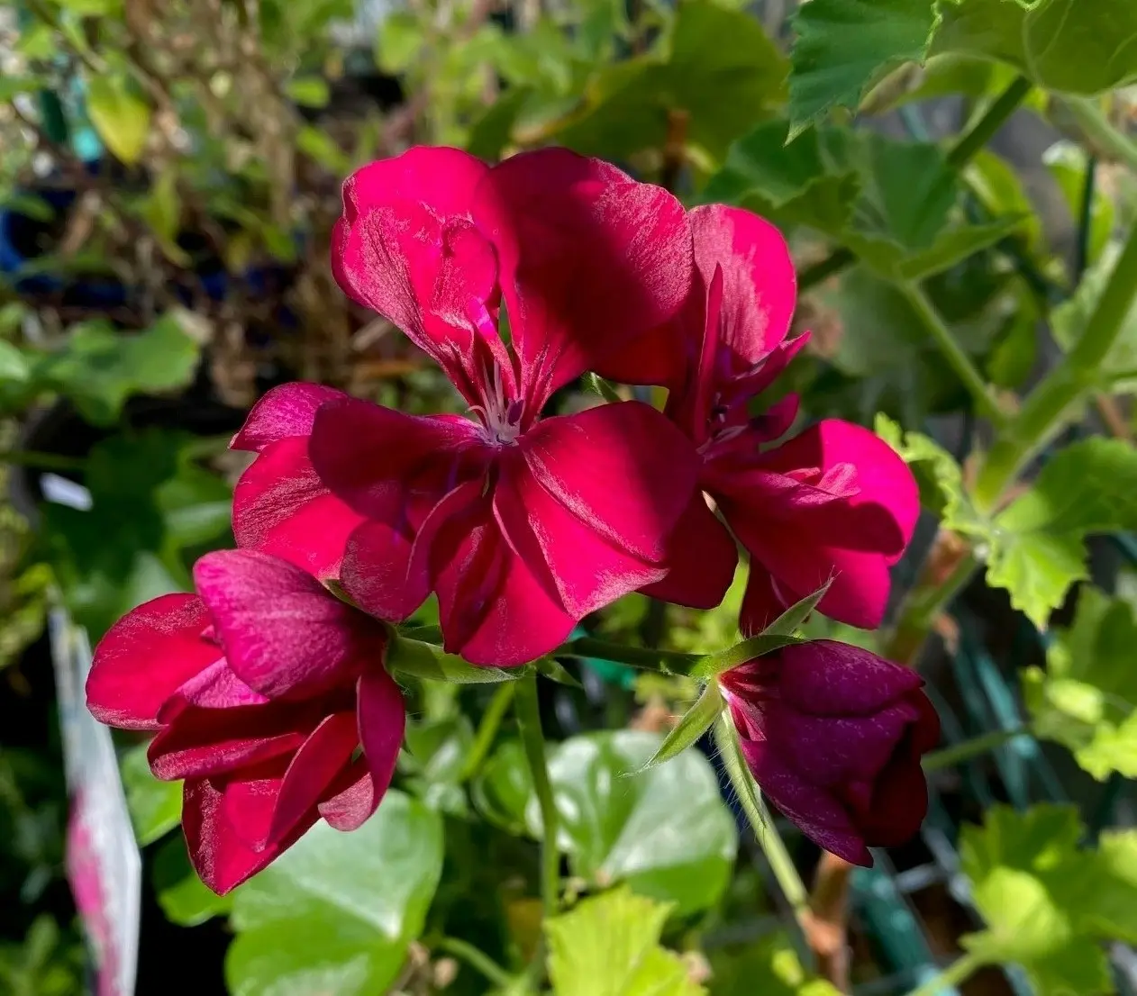 Ivy Geranium Imperial Burgundy Live Cuttings or Potted Plant