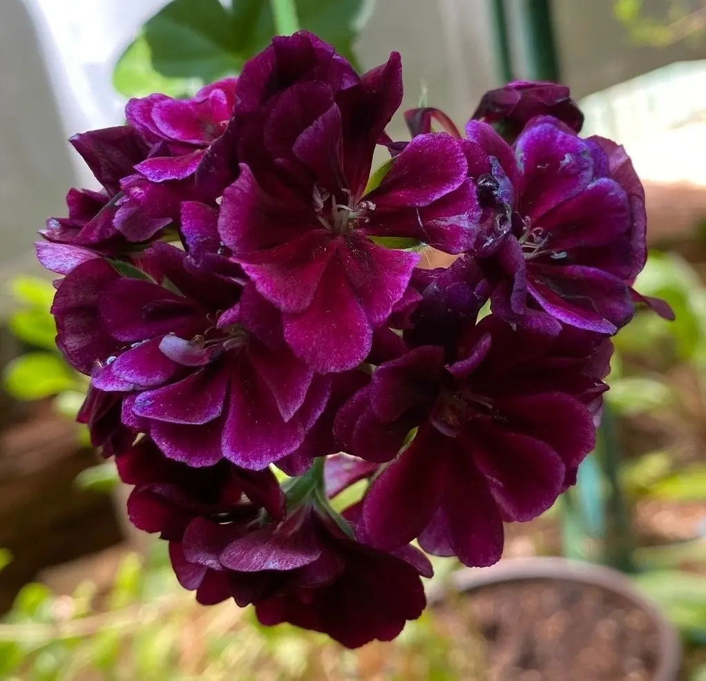 Ivy Geranium Imperial Burgundy Live Cuttings or Potted Plant