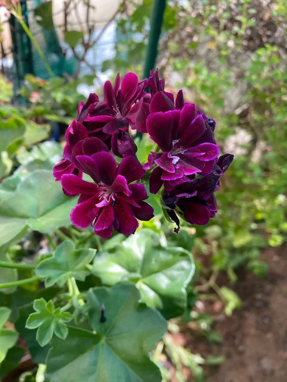 Ivy Geranium Imperial Burgundy Live Cuttings or Potted Plant