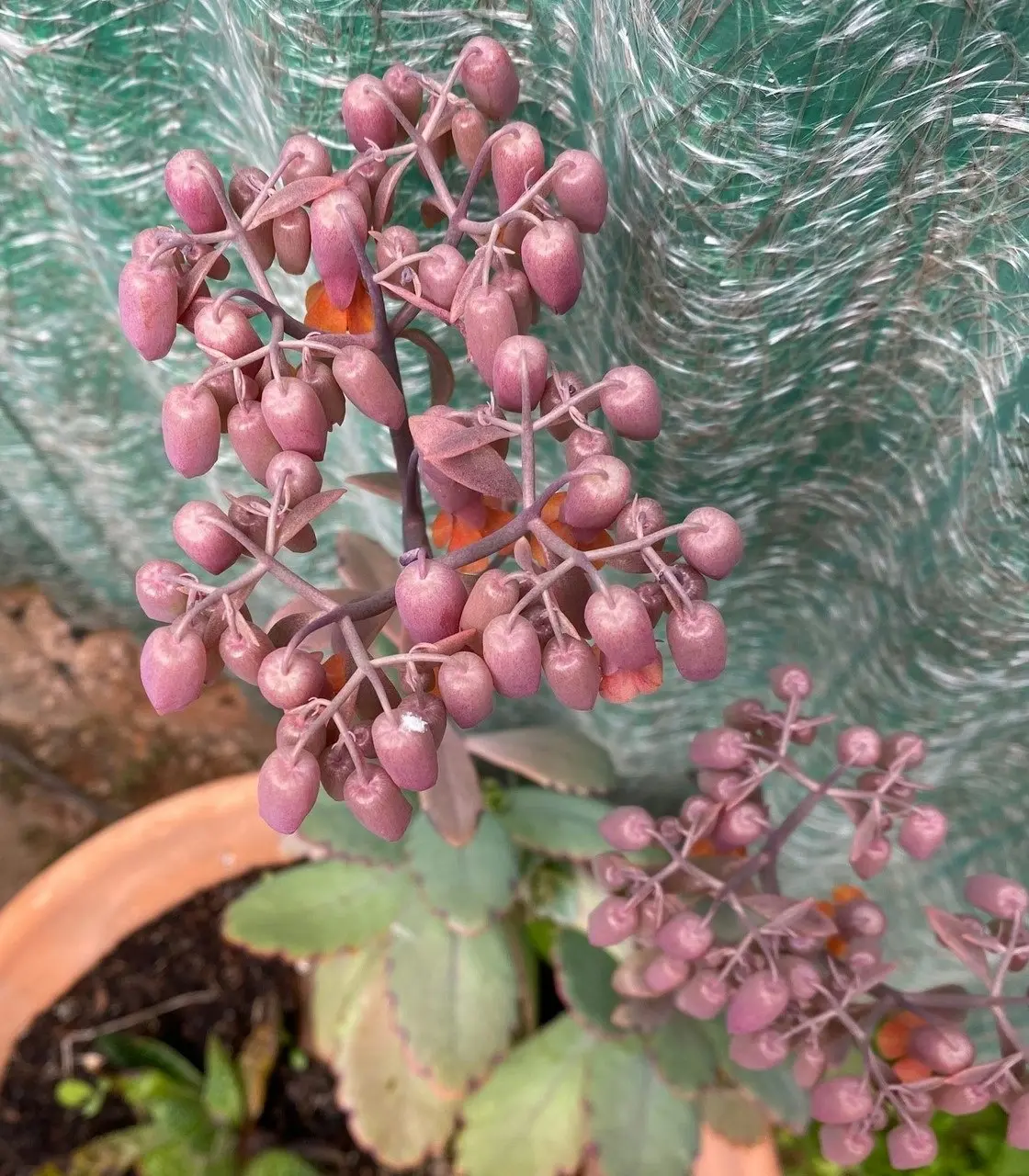 Kalanchoe Succulent Lavender Scallops Live Plant Cuttings or Potted