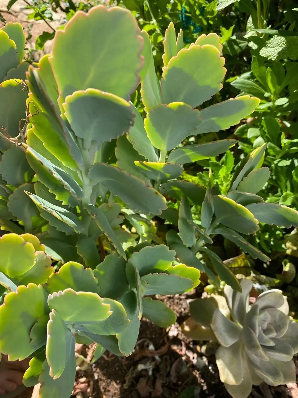 Kalanchoe Succulent Lavender Scallops Live Plant Cuttings or Potted