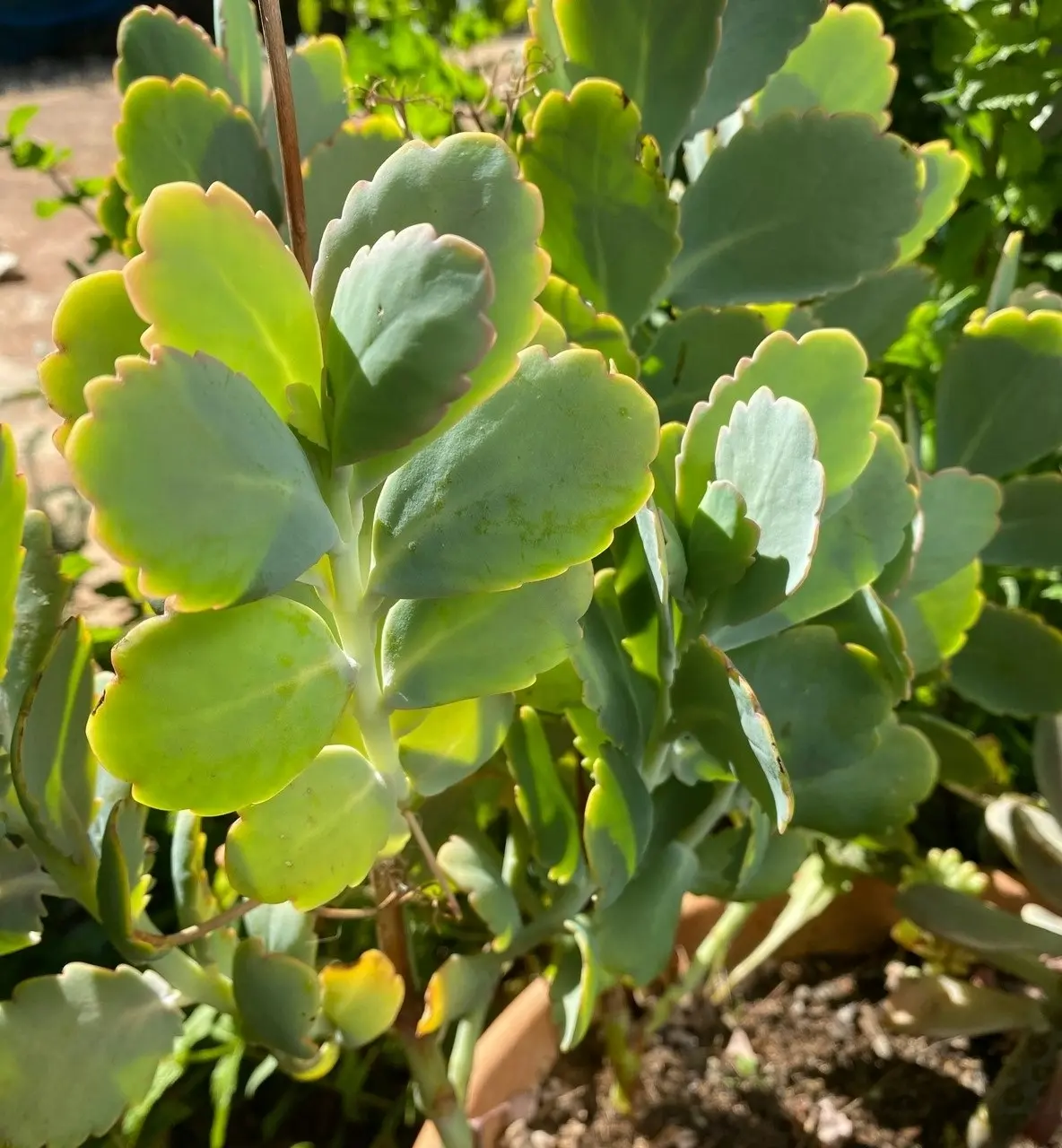 Kalanchoe Succulent Lavender Scallops Live Plant Cuttings or Potted