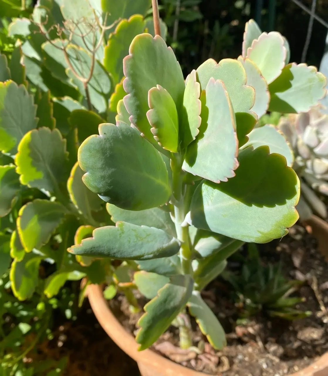 Kalanchoe Succulent Lavender Scallops Live Plant Cuttings or Potted