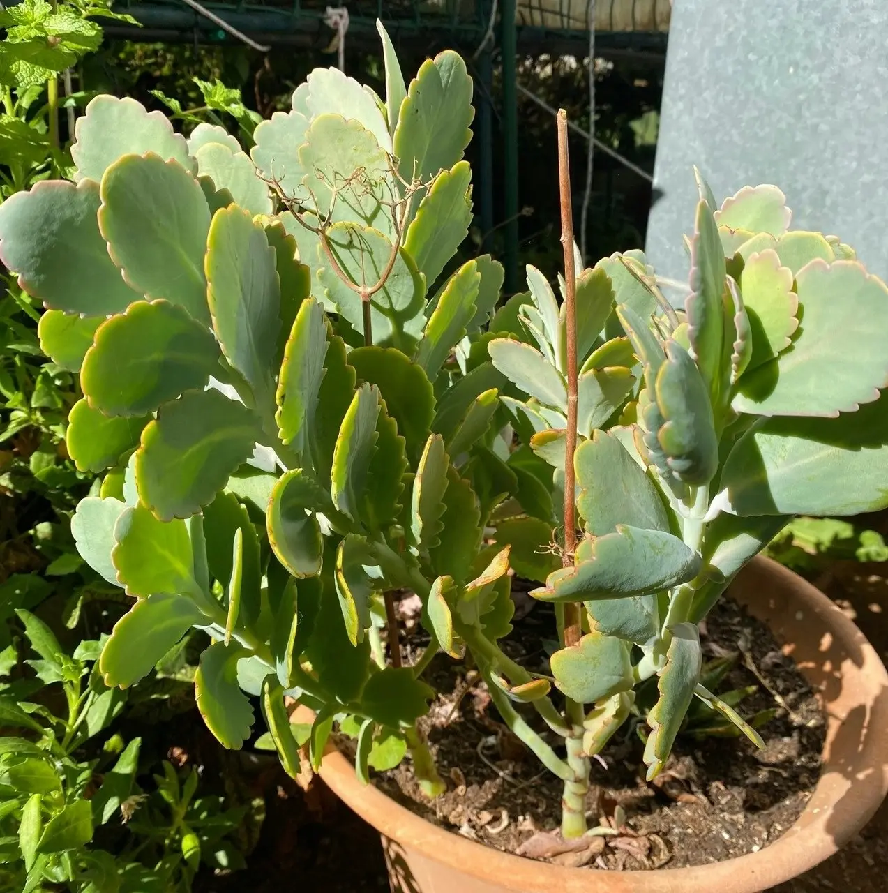 Kalanchoe Succulent Lavender Scallops Live Plant Cuttings or Potted