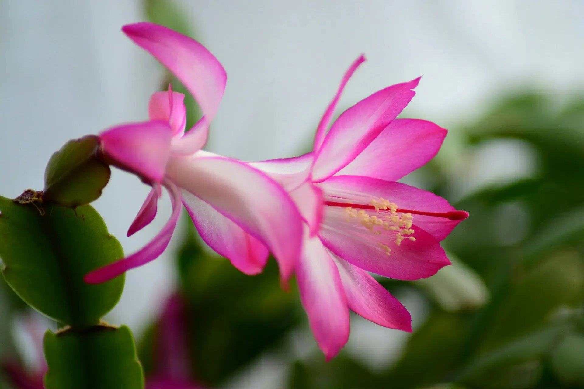 Christmas Cactus Succulent Schlumbergera Live Plant