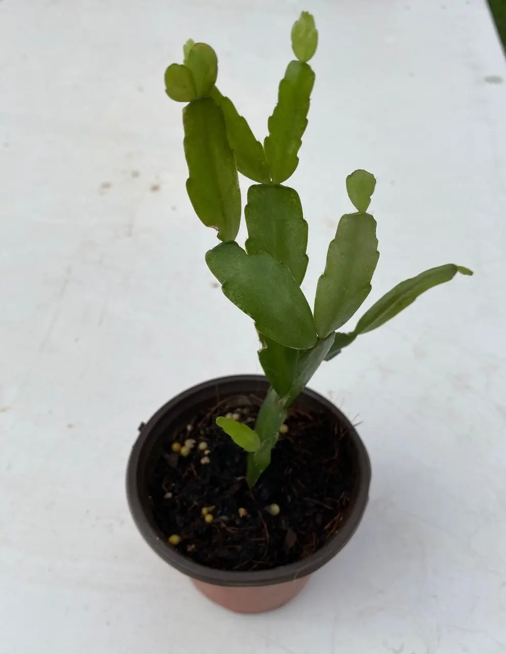 Christmas Cactus Succulent Schlumbergera Live Plant