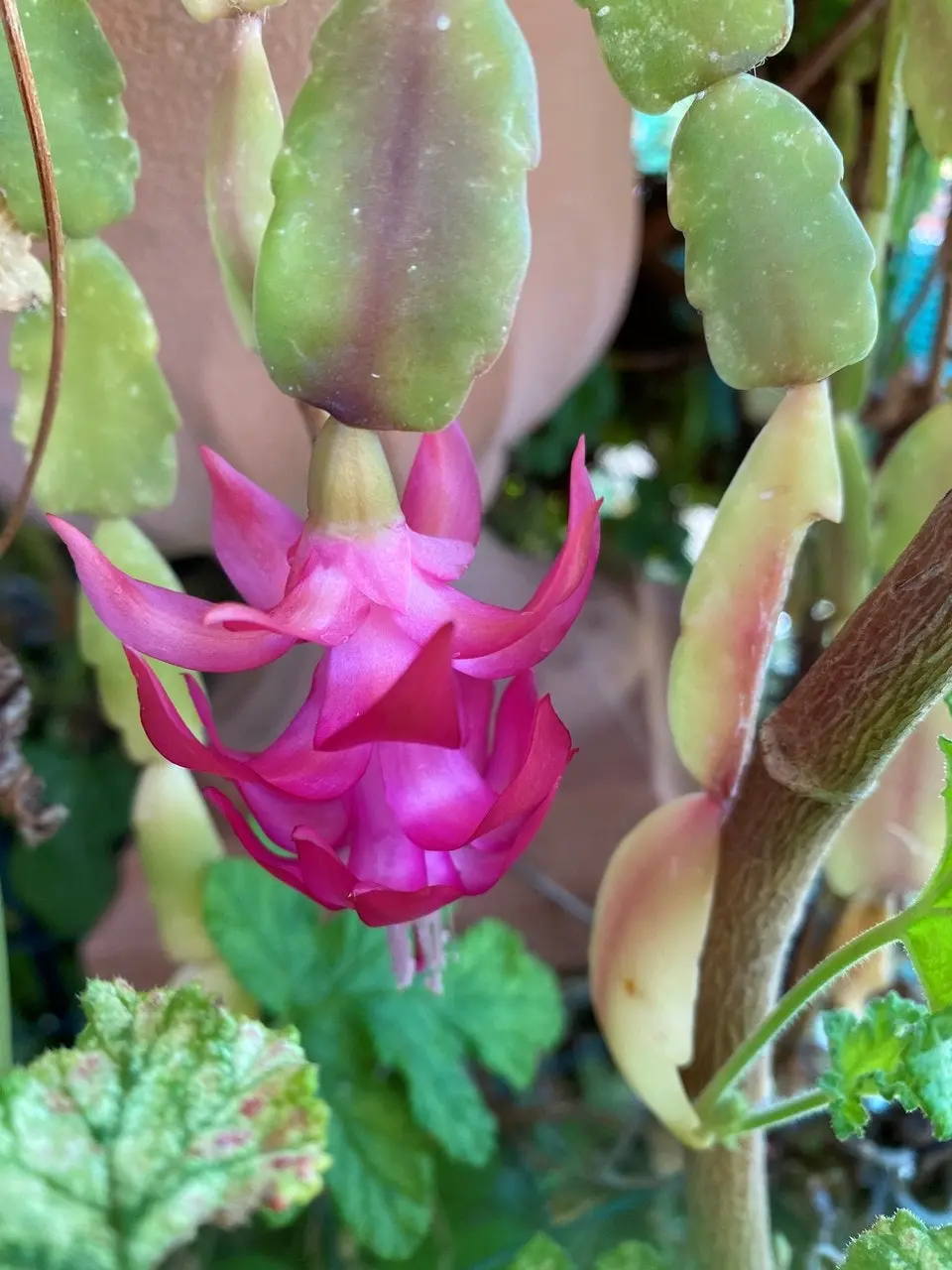 Christmas Cactus Succulent Schlumbergera Live Plant