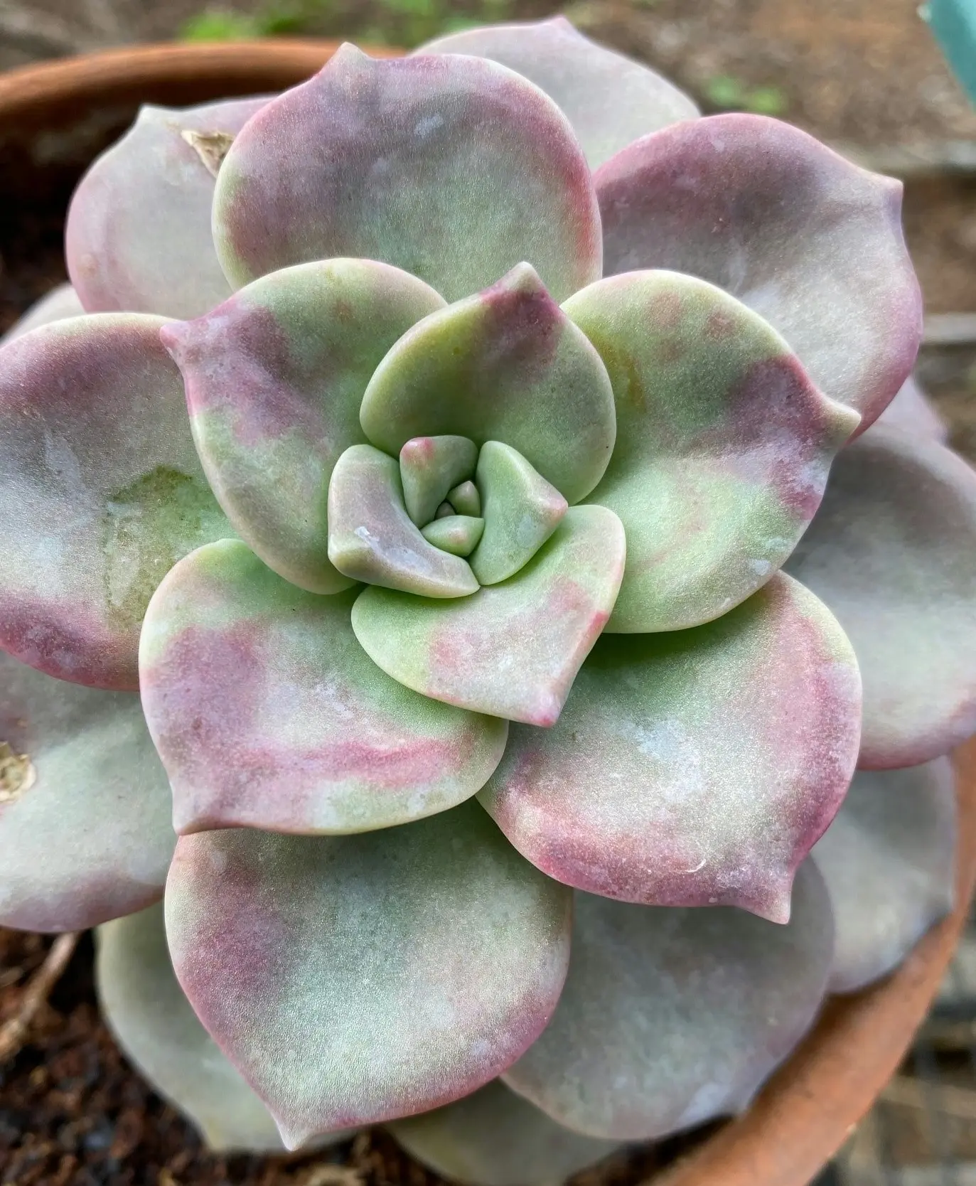 Graptopetalum Purple Delight Succulent Live Plant