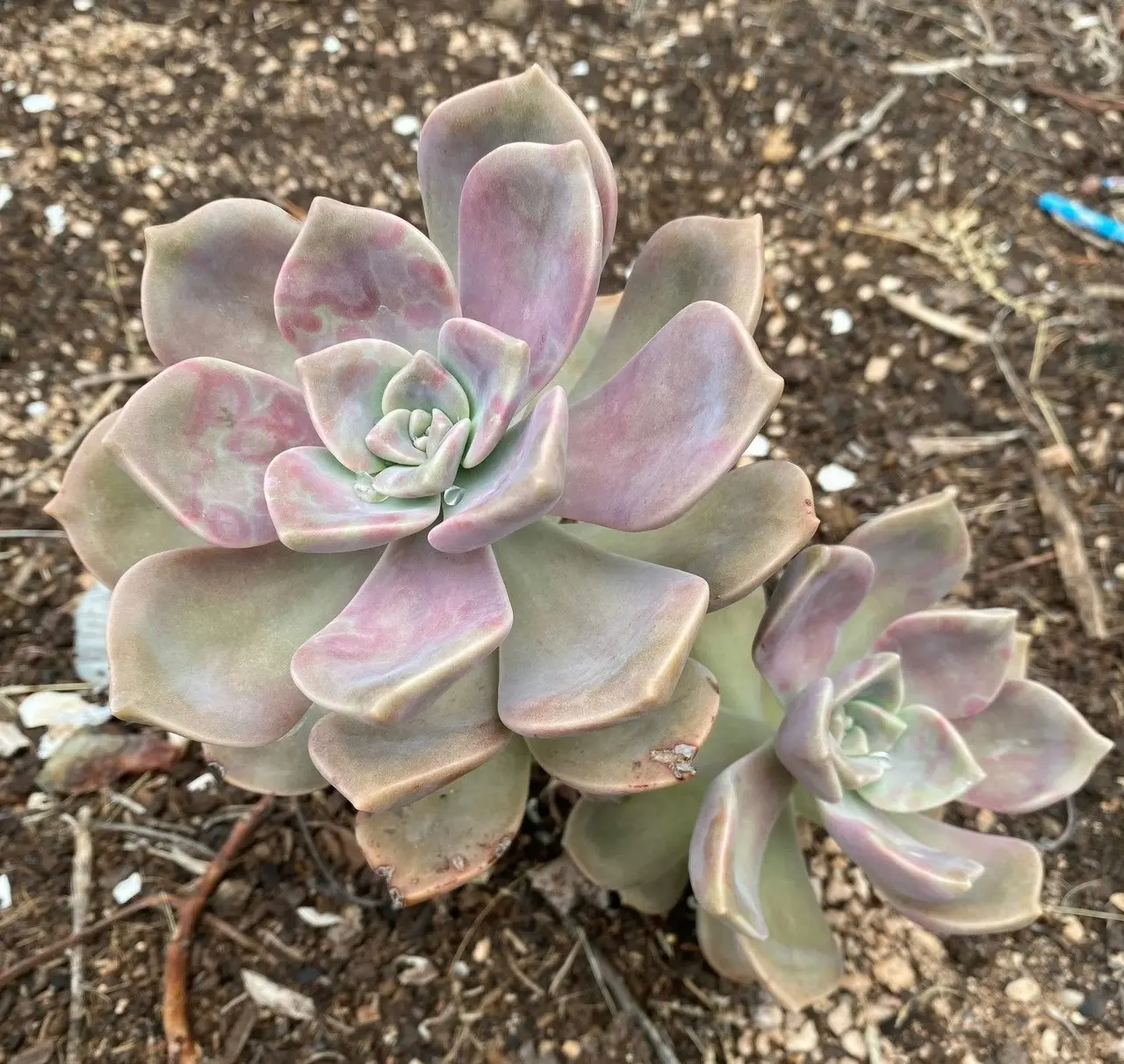 Graptopetalum Purple Delight Succulent Live Plant