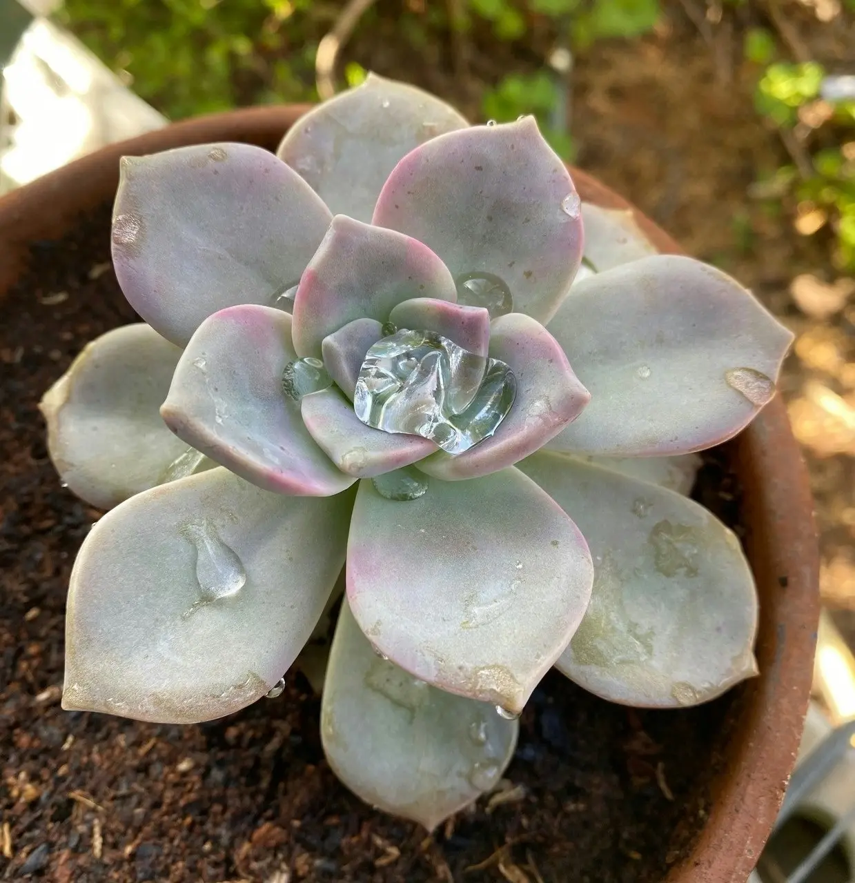 Graptopetalum Purple Delight Succulent Live Plant