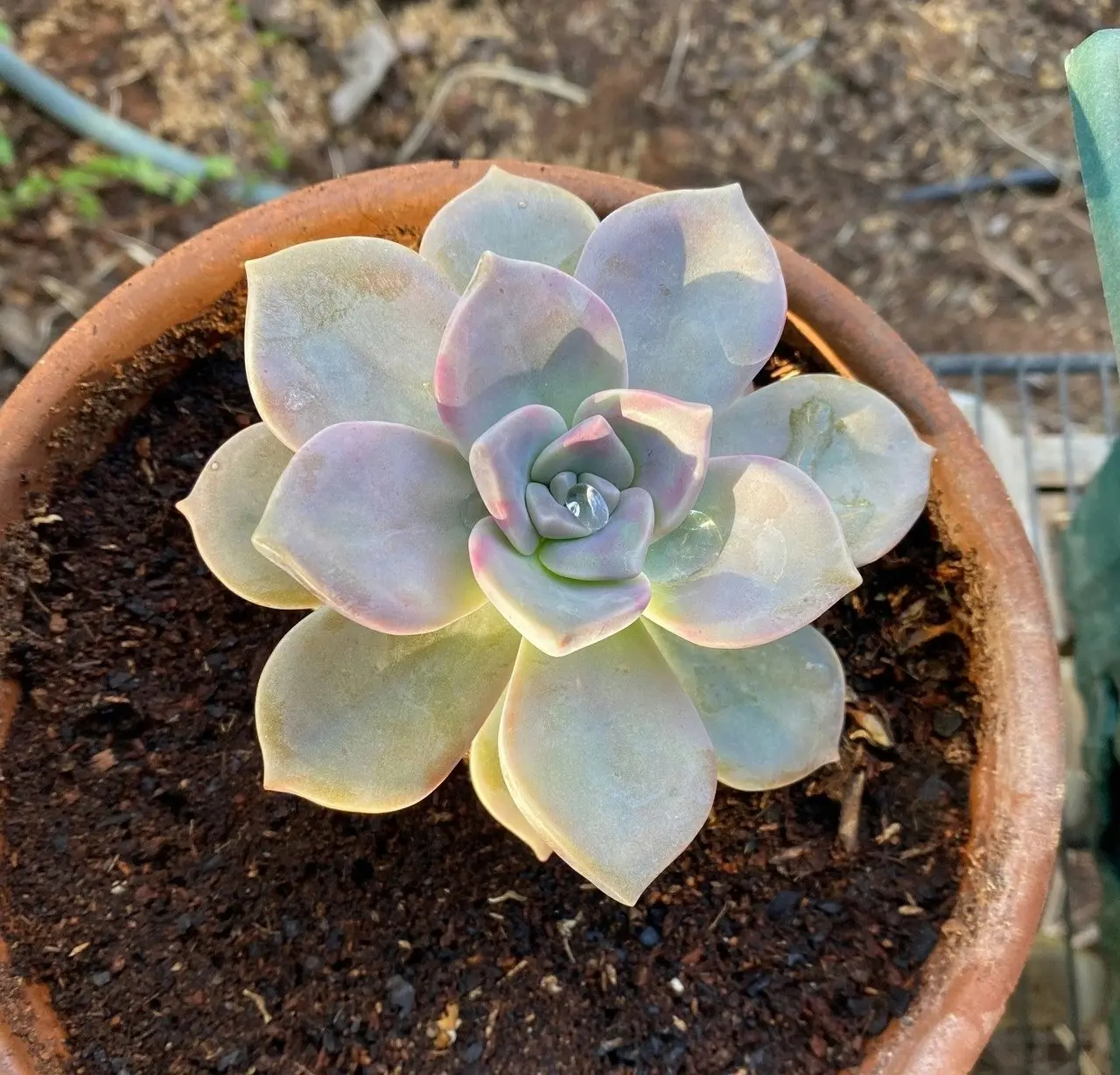 Graptopetalum Purple Delight Succulent Live Plant