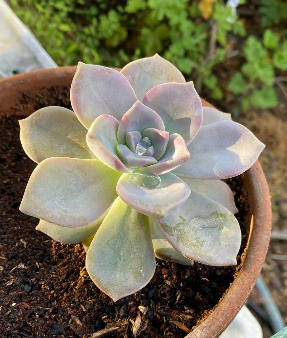 Graptopetalum Purple Delight Succulent Live Plant