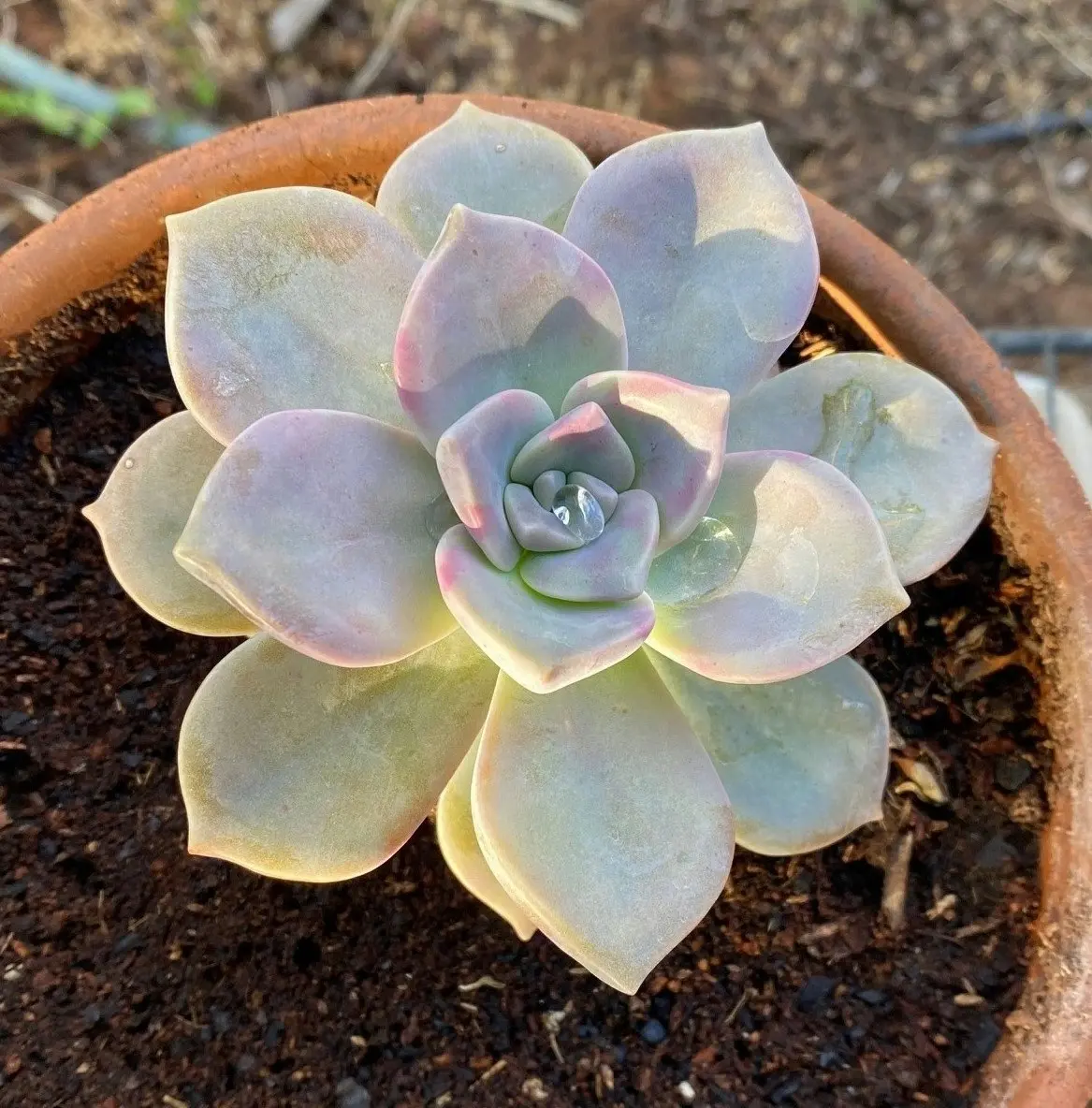 Graptopetalum Purple Delight Succulent Live Plant