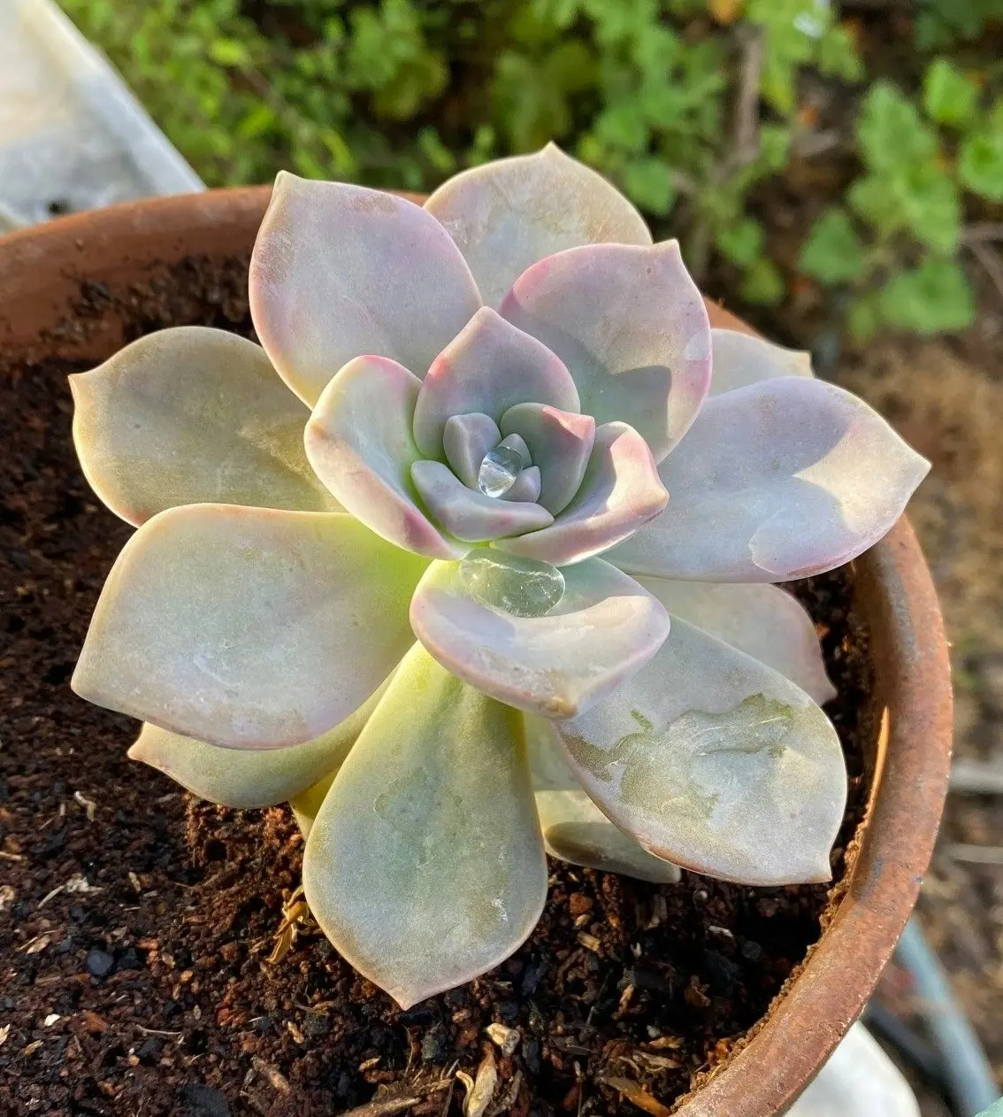 Graptopetalum Purple Delight Succulent Live Plant