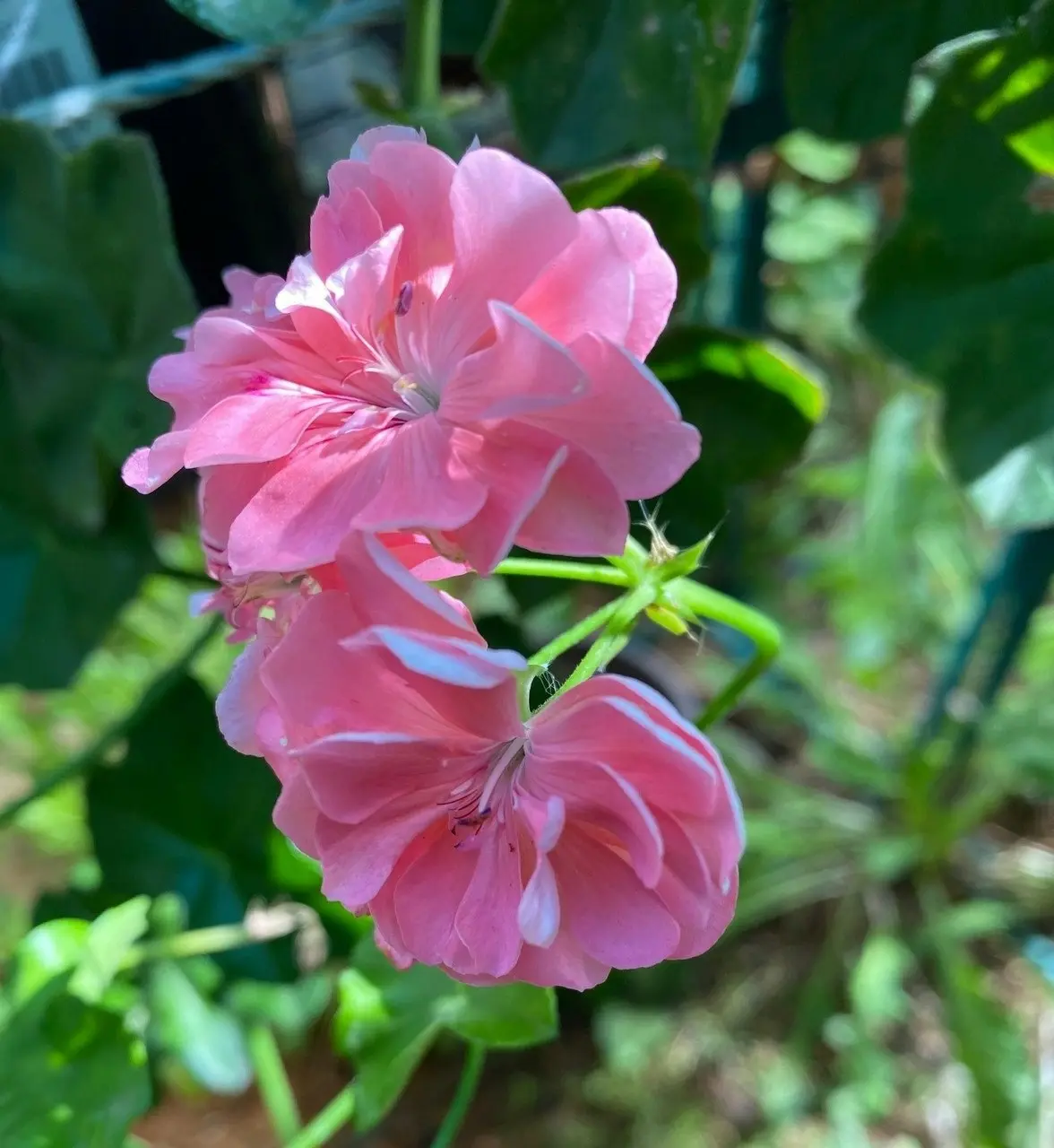 Ivy Geranium Pretty Light Pink Live Tubestock or Potted Plant