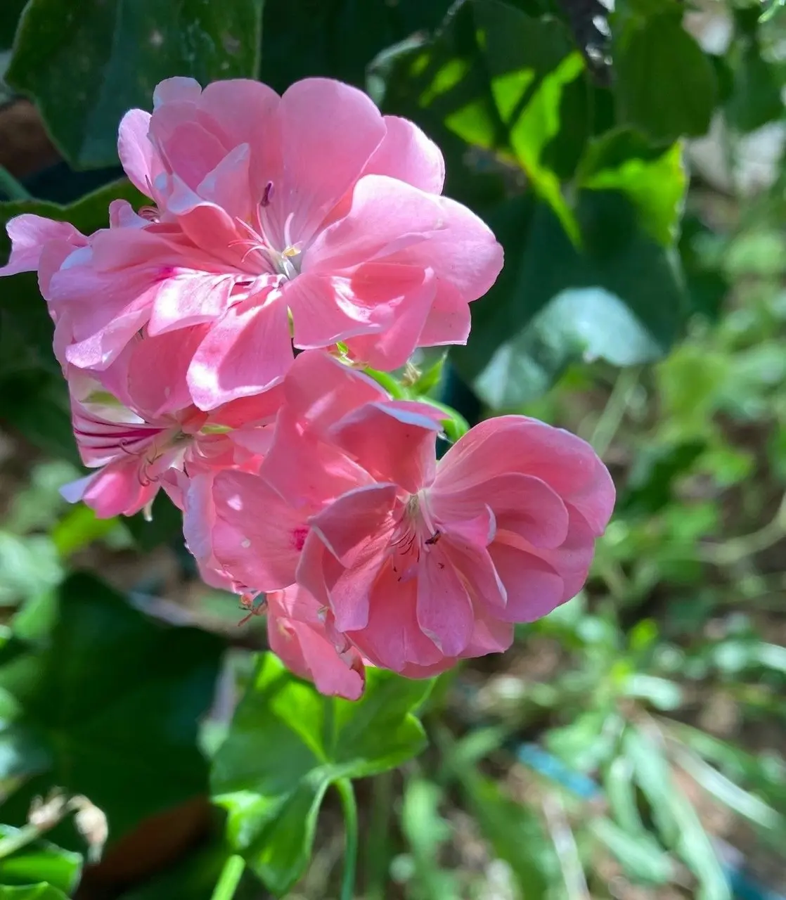 Ivy Geranium Pretty Light Pink Live Tubestock or Potted Plant