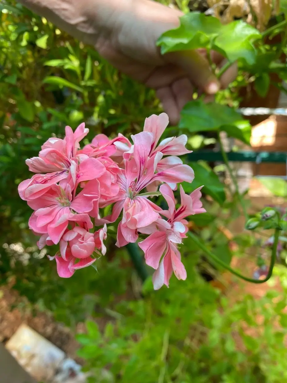 Ivy Geranium Pretty Light Pink Live Tubestock or Potted Plant