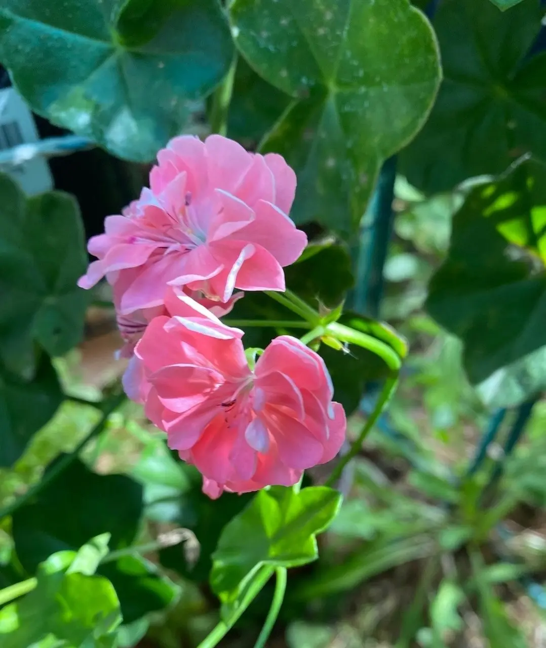 Ivy Geranium Pretty Light Pink Live Tubestock or Potted Plant