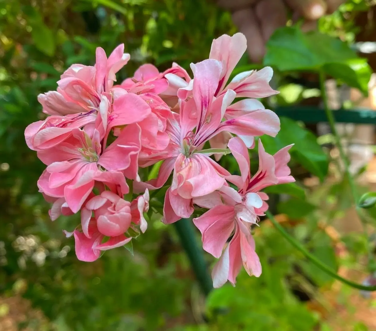 Ivy Geranium Pretty Light Pink Live Tubestock or Potted Plant