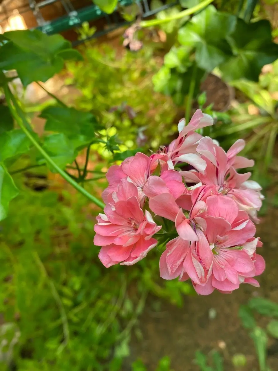 Ivy Geranium Pretty Light Pink Live Tubestock or Potted Plant