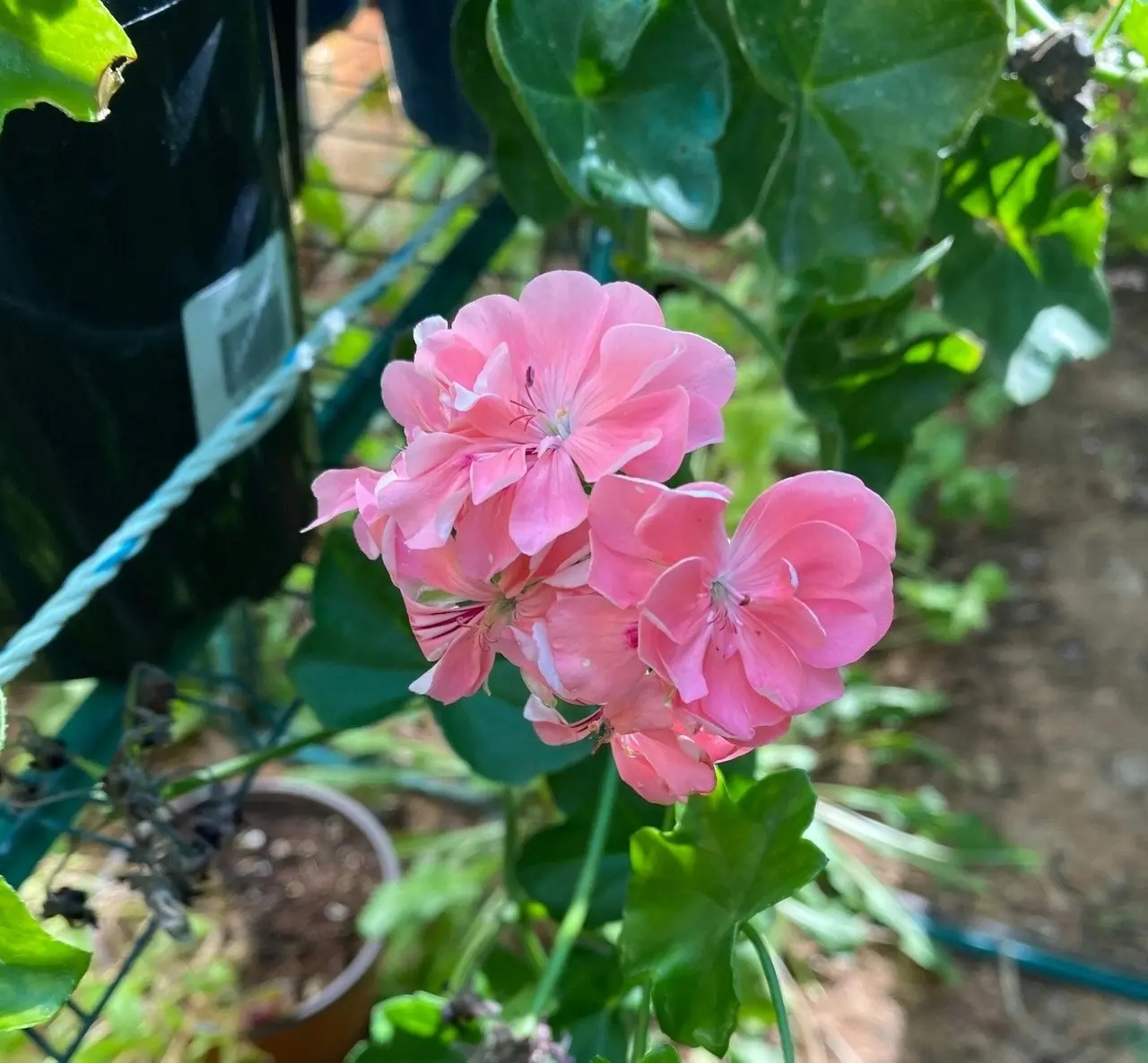 Ivy Geranium Pretty Light Pink Live Tubestock or Potted Plant