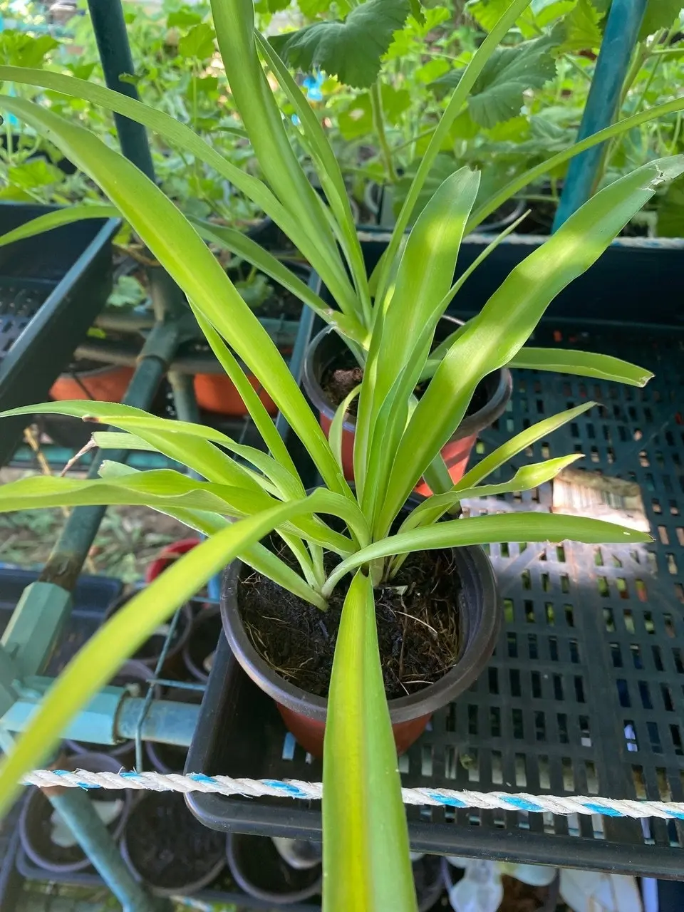 Green Spider Plant (non-variegated) Live Potted Plant