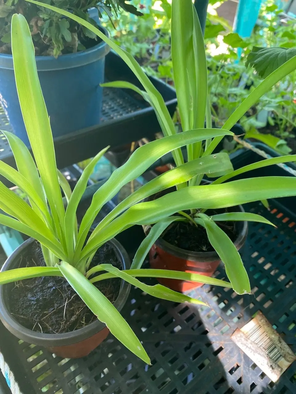 Green Spider Plant (non-variegated) Live Potted Plant