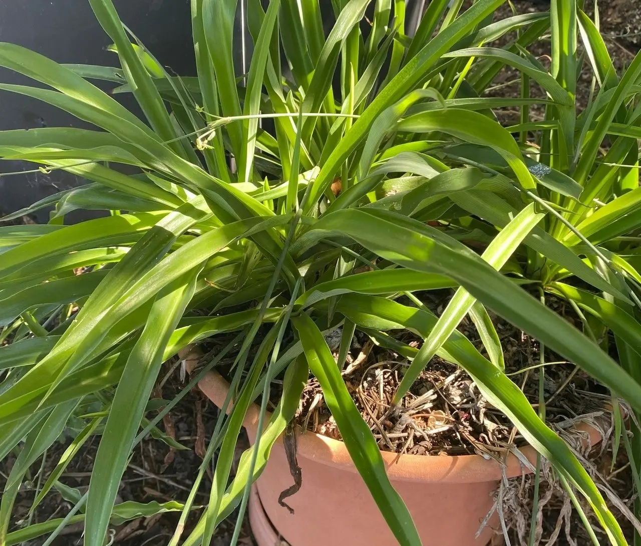 Green Spider Plant (non-variegated) Live Potted Plant