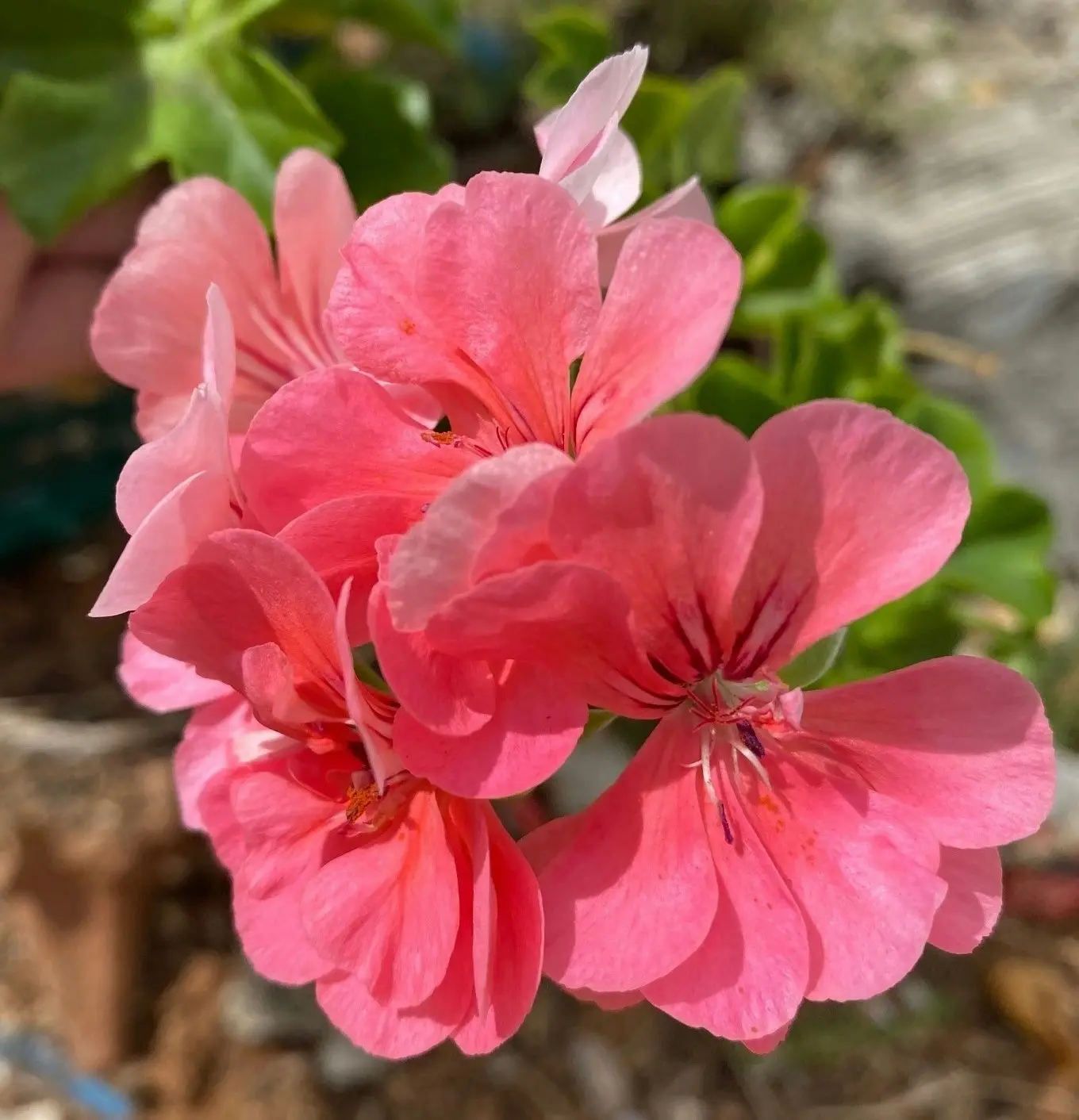 Ivy Geranium Pink Live Tubestock or Potted Plant