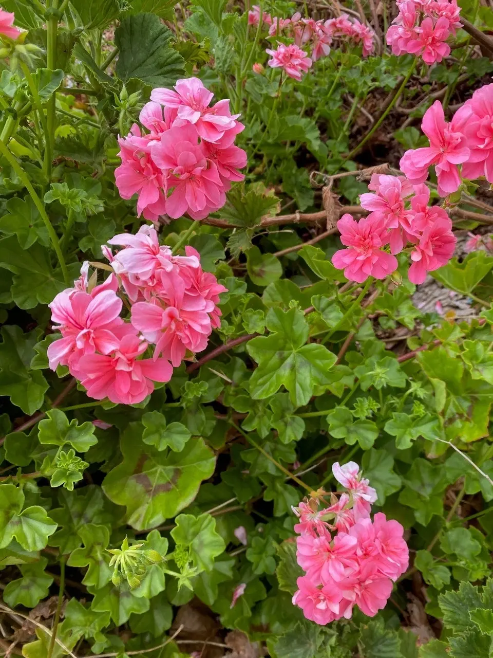 Ivy Geranium Pink Live Tubestock or Potted Plant