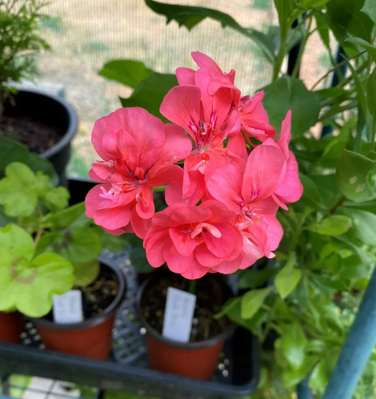 Ivy Geranium Pink Live Tubestock or Potted Plant