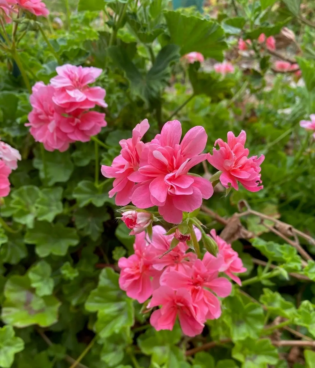 Ivy Geranium Pink Live Tubestock or Potted Plant