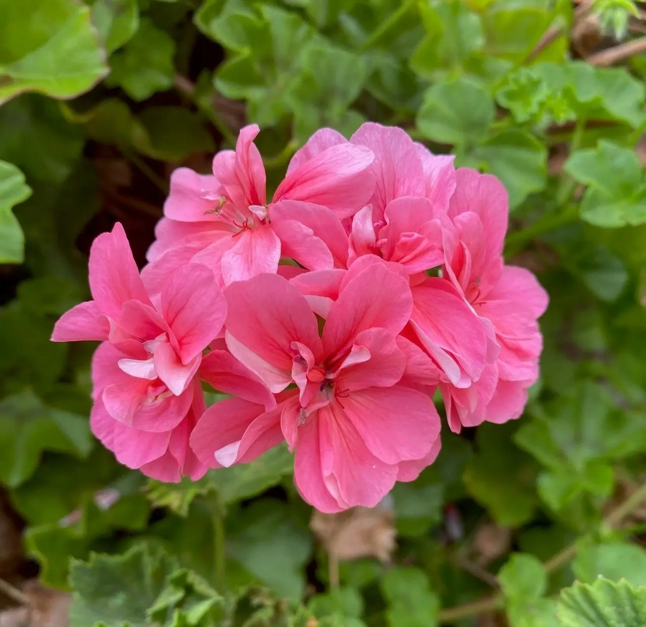 Ivy Geranium Pink Live Tubestock or Potted Plant